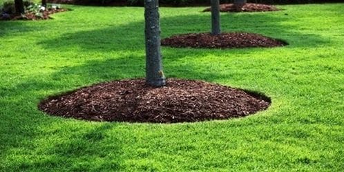 Benefits of Mulching - Boosting Tree Health and Enhancing Landscape Sustainability