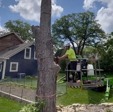 Tree Removal Service