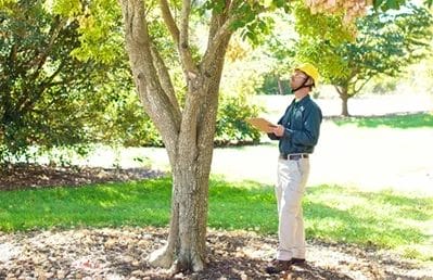 Tree Services