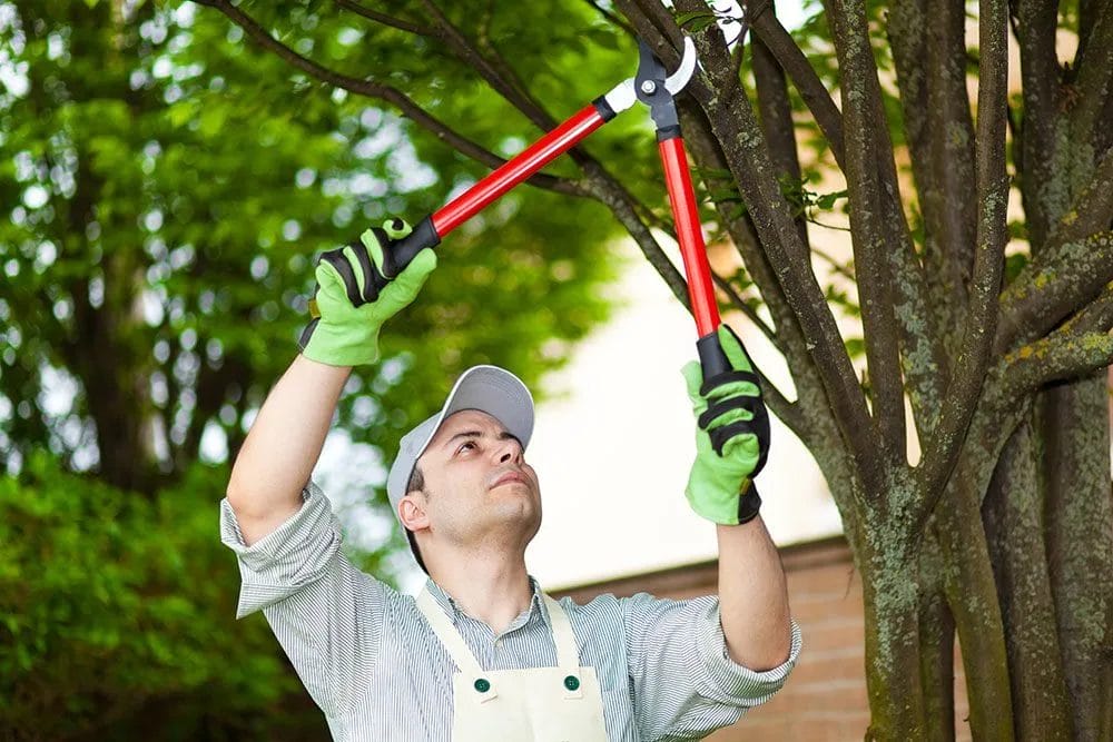 Benefits of Tree Pruning