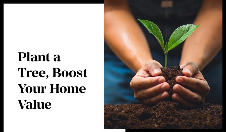 Discover How Planting Trees Can Increase Your Homes Worth