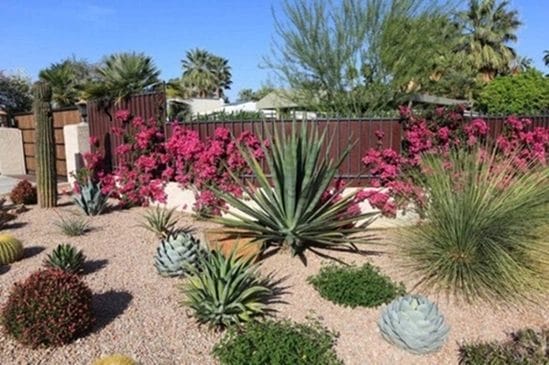 Master the Art of Xeriscaping