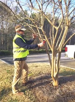 Preventing Trees from Growing Too Tall by Smith Brothers Landscape