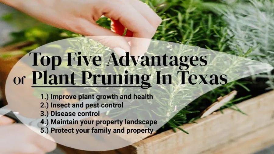 Benefits of Regular Tree Pruning for Your Landscape