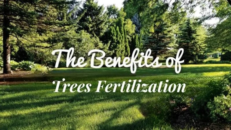 Benefits of Tree Fertilization