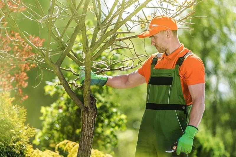 Expert Tips for Keeping Your Trees Healthy Year During Winter