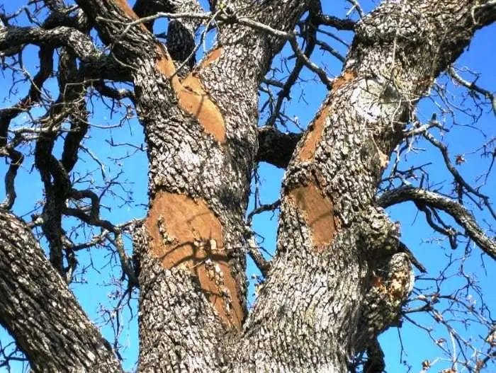 ak Wilt Season is Over – Now You Can Safely Trim Your Oak Trees