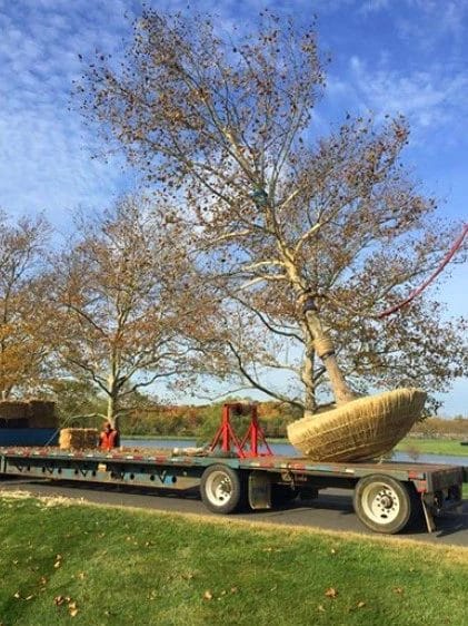 Big Trees Be Moved