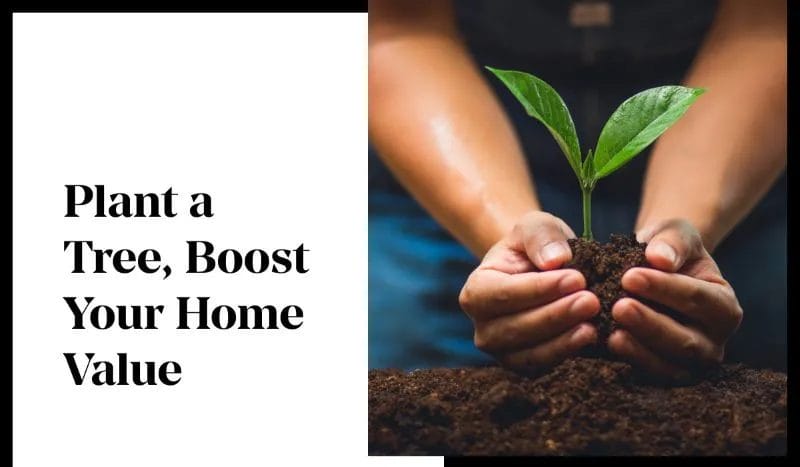 Do Trees Increase Your Home’s Value