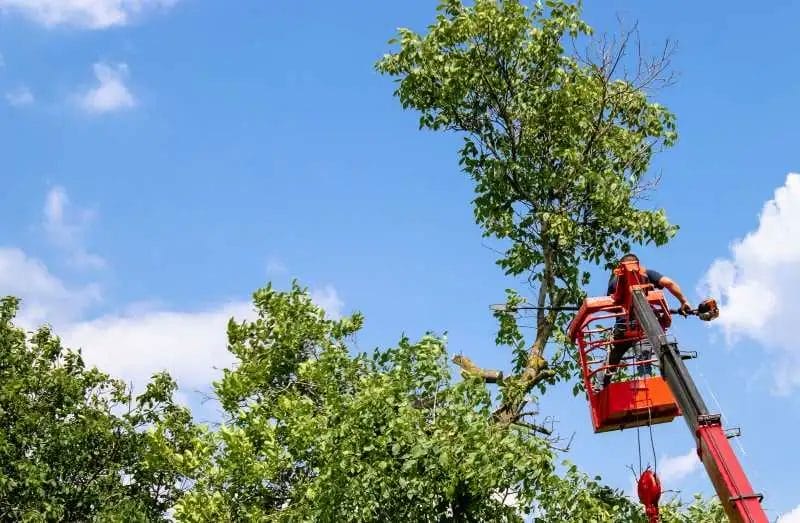 How to Safely Cut a Vertical Tree Branch