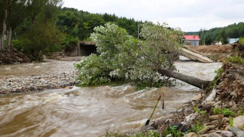 The Top Reasons Why Trees Fall Down