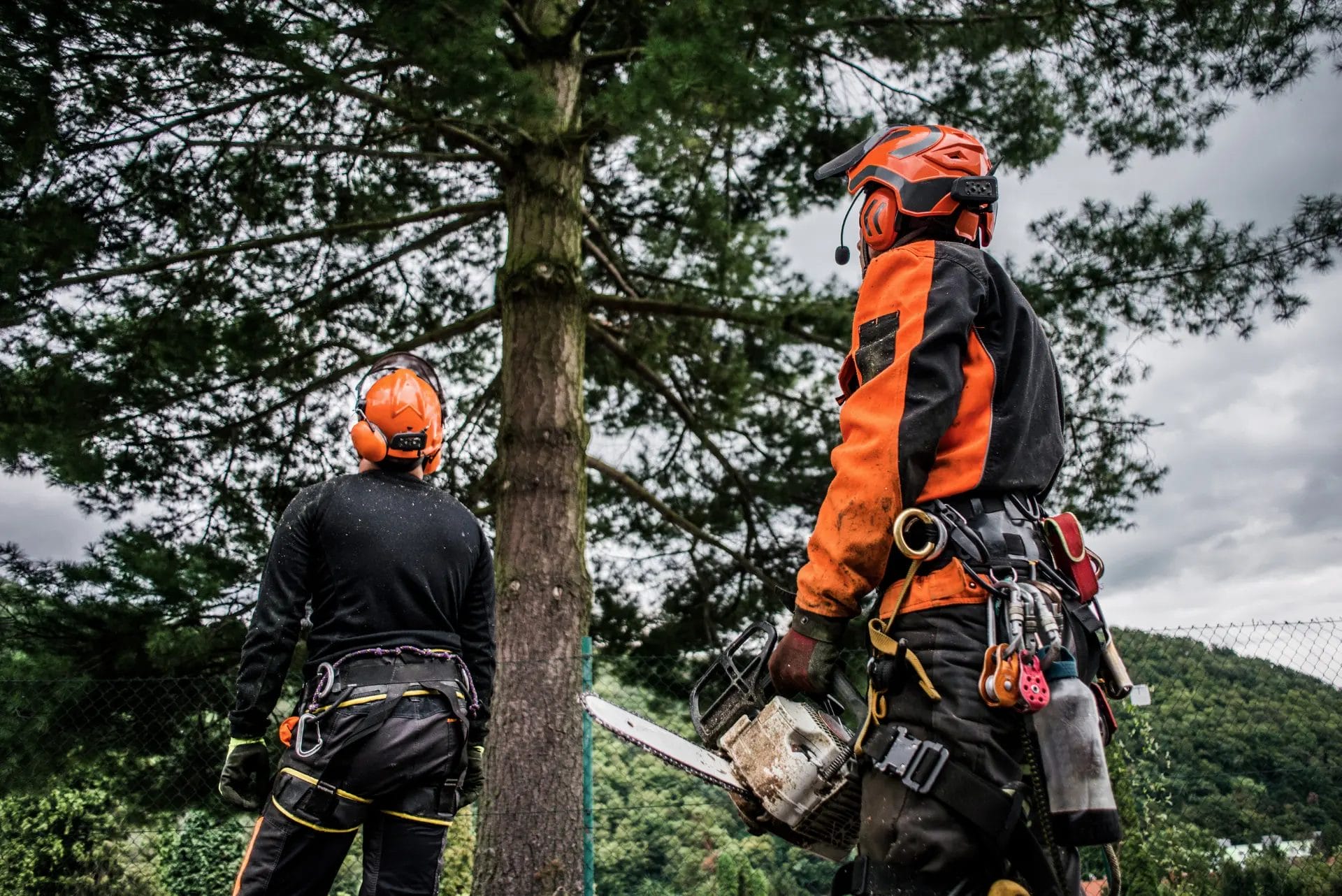 Tree Removal Service