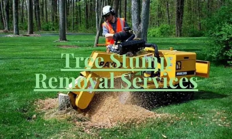Tree Stump Removal Services