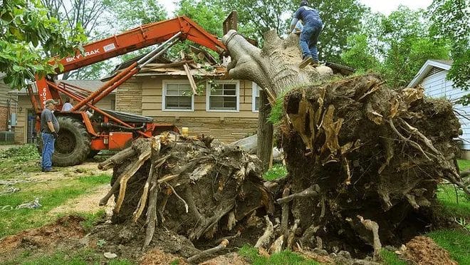 How Much It Would Cost to Remove a Tree