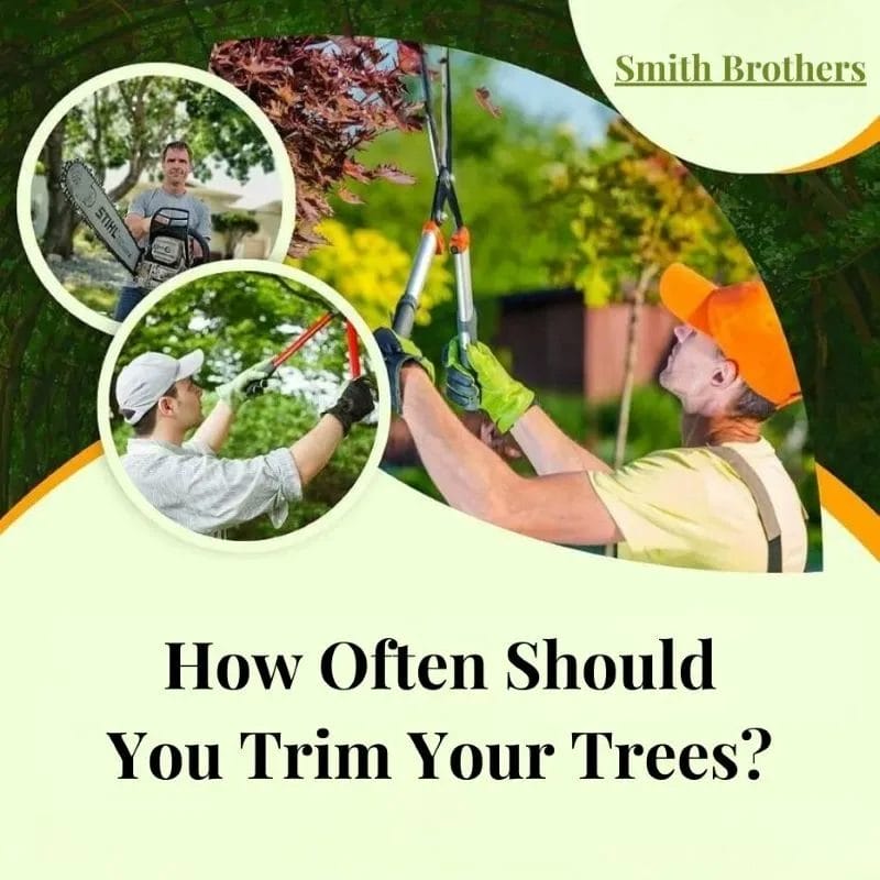 How Often Should You Trim Your Trees? - Smith Brothers Landscape | 630 ...