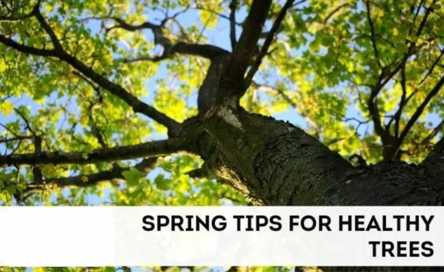How to take care the trees during spring