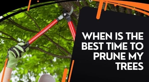 Is it time to prune my tree