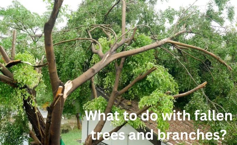 Handling Fallen Trees and Branches: What You Need to Know