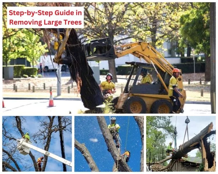 Step-by-Step Guide in Removing Large Trees