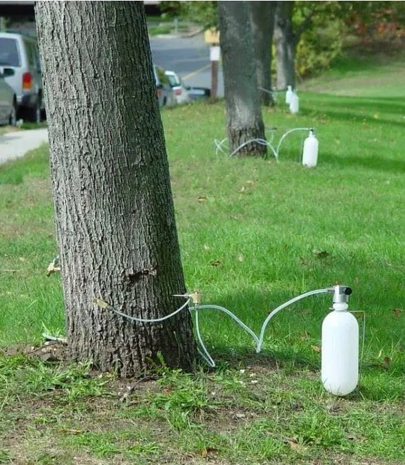 What’s a trunk injection and how can it benefit my tree