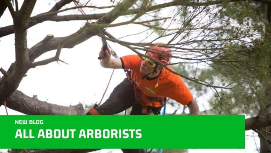 Why Arborists Matter in Property Development