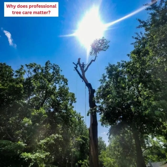 Why does professional tree care matter for homes in the Chicago area