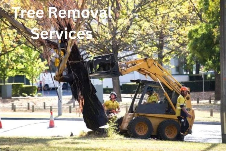 Tree Removal Costs