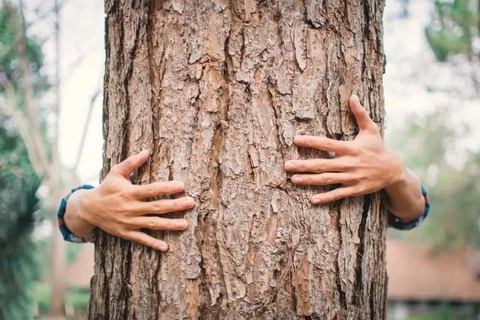 Essential Tree Care Tips from Smith Brothers and Tree Services Experts!