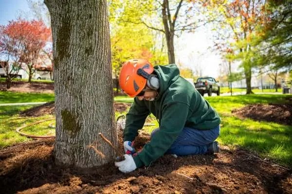 The Ultimate Guide to Safe and Effective Tree Removal