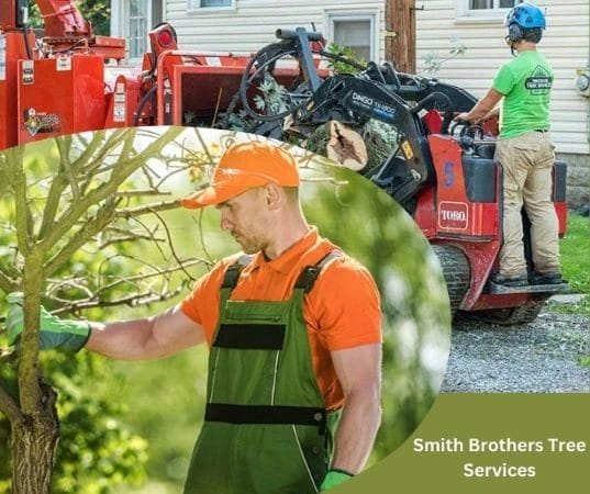 Why You Need Expert Tree Trimming and Removal Services Now!