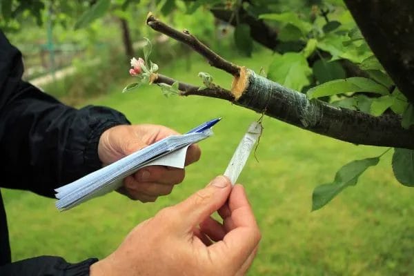 Expert Tree Consulting & Risk Assessment Safeguard Your Property with Professional Insight!