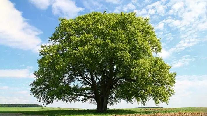 Why a Tree Health Assessment is Critical for Your Landscape Longevity