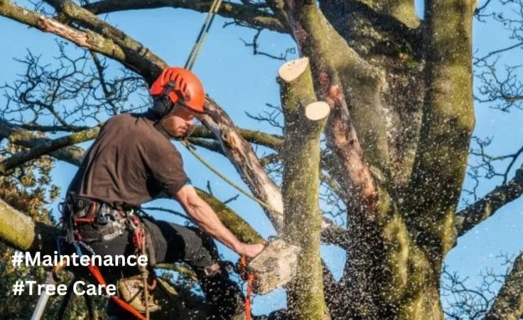 Expert Tree Care & Vibrant Maintenance