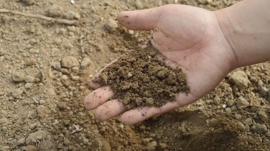 Devastating Landscaping Mistakes 4 Devastating Landscaping Mistakes 3