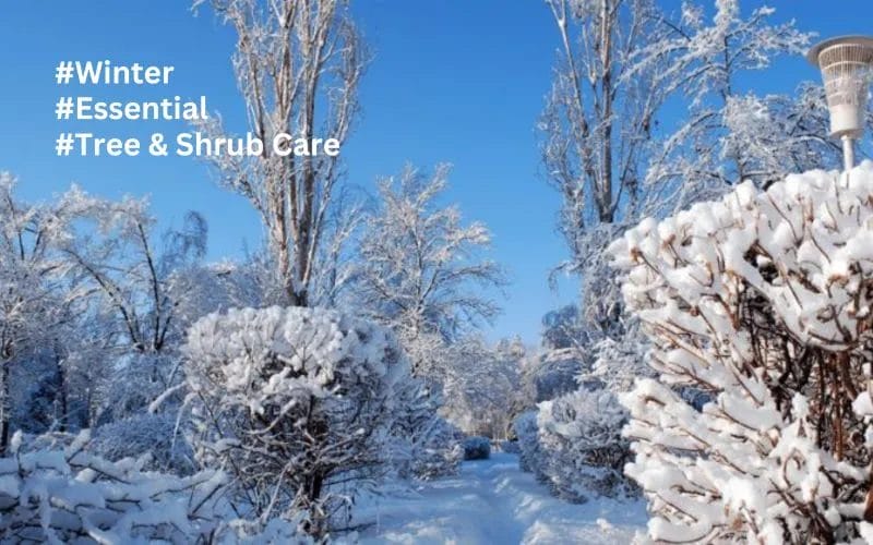Essential Winter Tree & Shrub Care Blueprint