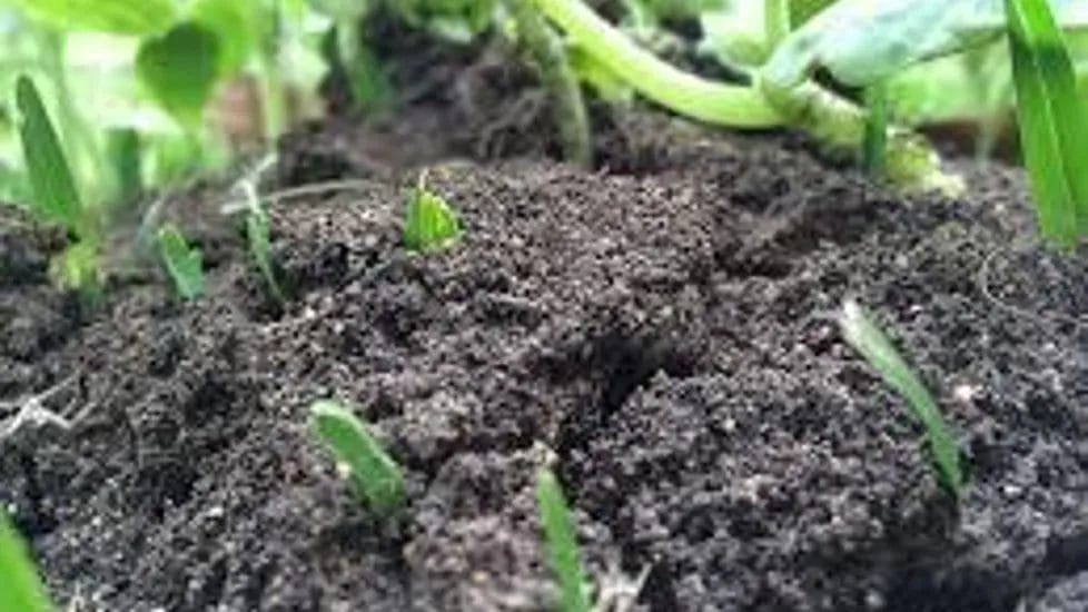 Healthy Garden Soil Testing 7 Garden Soil Testing 2 1