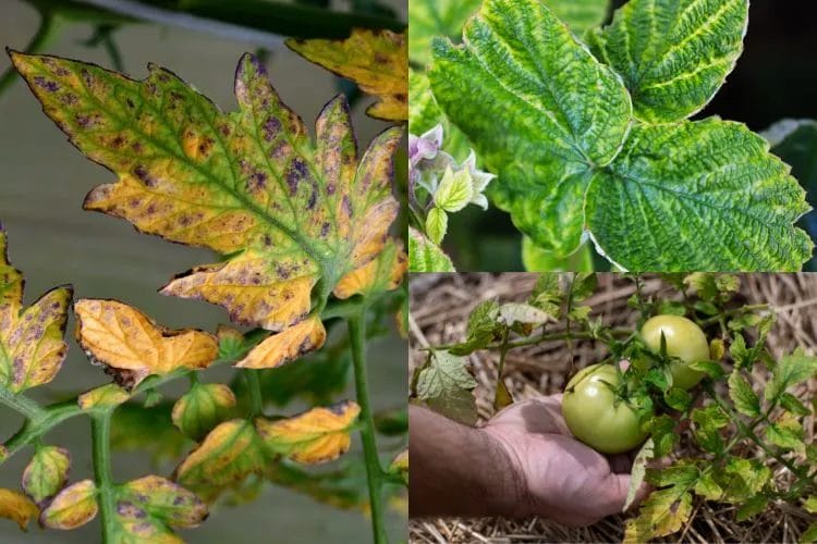 Healthy Garden Soil Testing 4 Garden Soil Testing 3