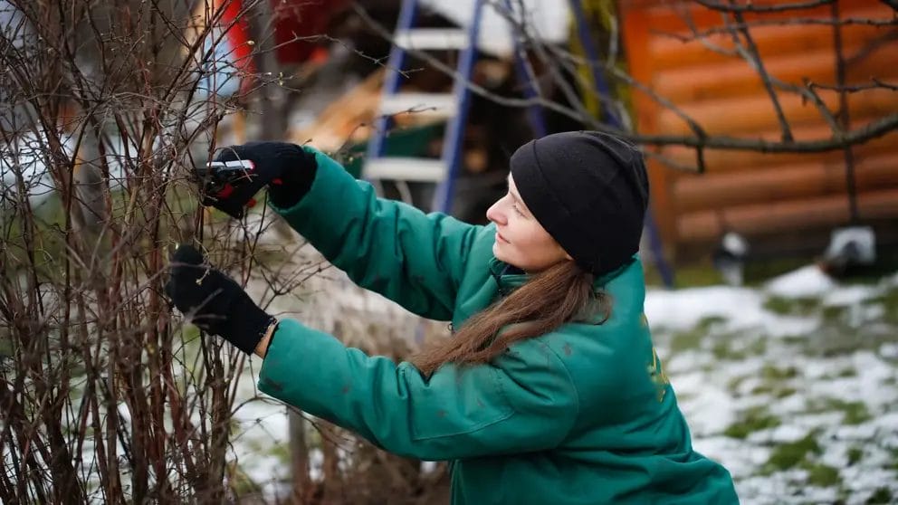 How to Create a Winter Interest Garden for Year-Round Beauty 6 How to Create a Winter Interest Garden for Year Round Beauty 5