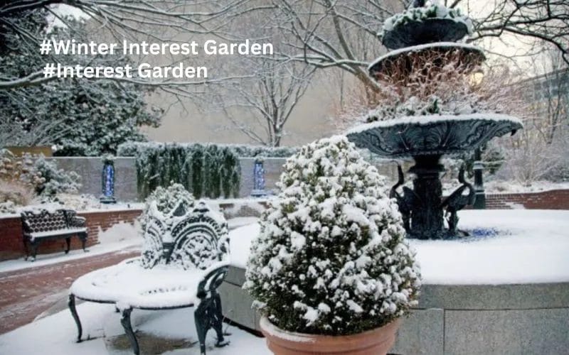 How to Create a Winter Interest Garden for Year-Round Beauty