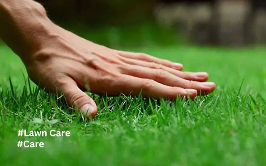 Lawn Care for Beginners