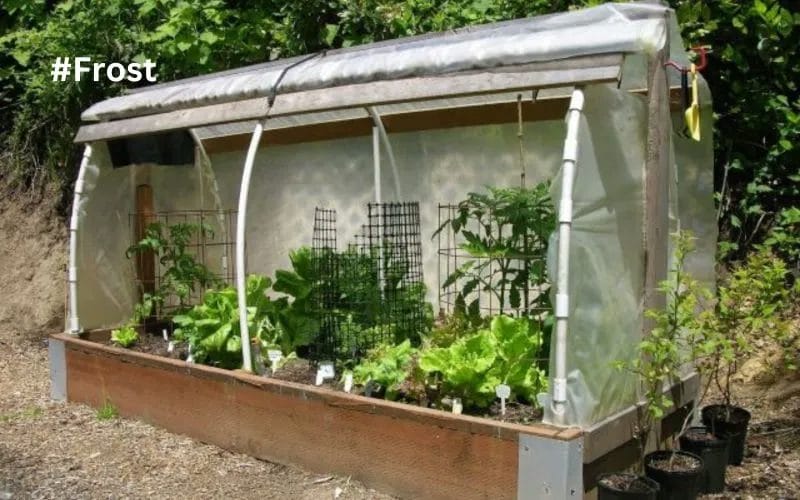Protecting Plants from Frost