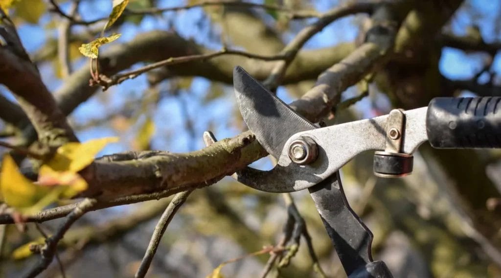 Thrive with Winter Pruning: Unleash Growth! 4 Thrive with Winter Pruning Unleash Growth 2
