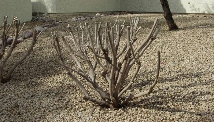 Thrive with Winter Pruning: Unleash Growth! 6 Thrive with Winter Pruning Unleash Growth 4