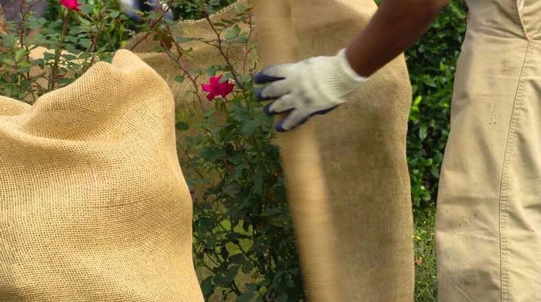 Vibrant Winter Garden Color 7 Vibrant Winter Garden Color 11