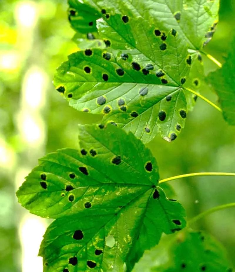 Winter Plant Disease Management 2 Winter Plant Disease Management 1