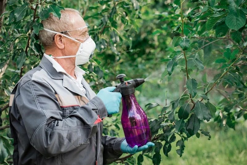 Winter Plant Disease Management 5 Winter Plant Disease Management 4