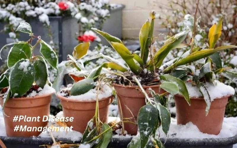 Winter Plant Disease Management