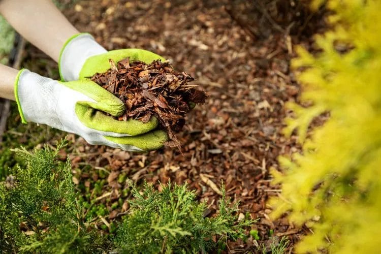 5 Easy Steps to Refresh Your Landscape for Spring 7 5 Key Steps to Get Your Landscape Spring Ready 8