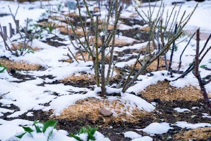 7 Essential Winter Landscaping Tips for a Healthy Yard 2 7 Essential Winter Landscaping Tips for a Healthy Yard 1