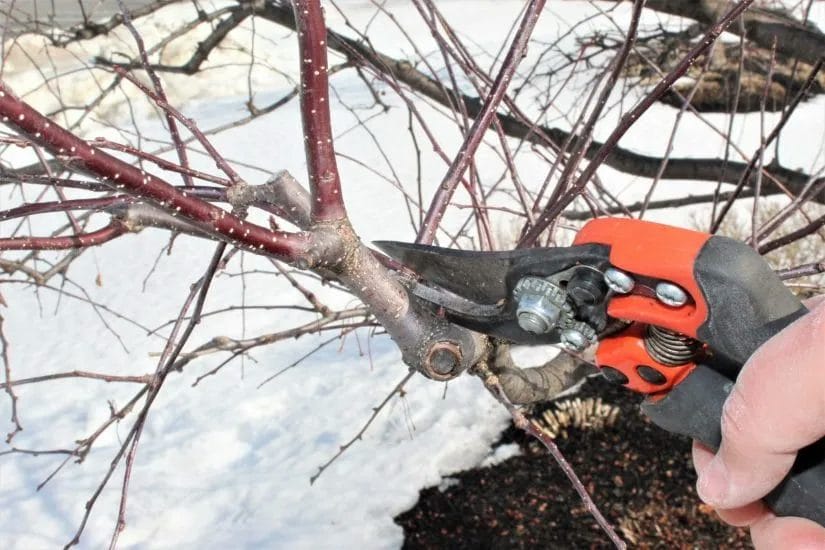 7 Essential Winter Landscaping Tips for a Healthy Yard 4 7 Essential Winter Landscaping Tips for a Healthy Yard 3